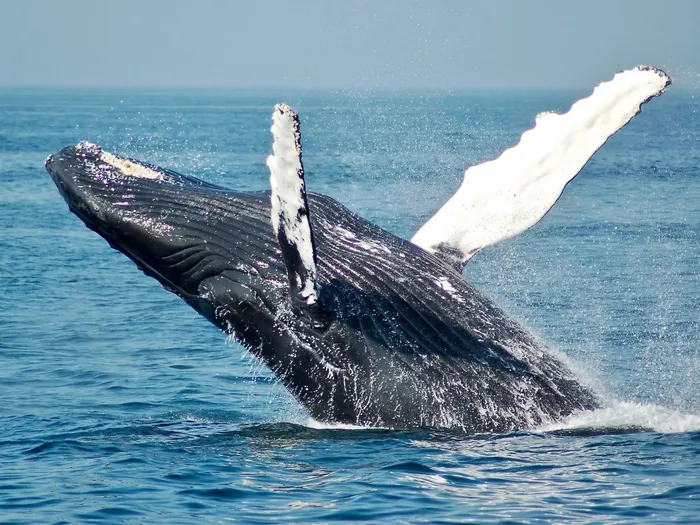 Whale Watching in Zihuatanejo